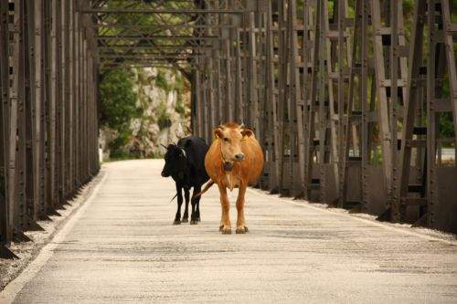 Kühe auf der Straße