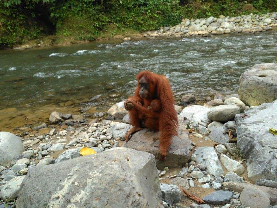 Orang Utan am Fluss