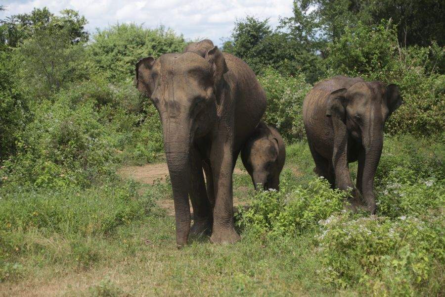 Elefantenfamilie von vorne