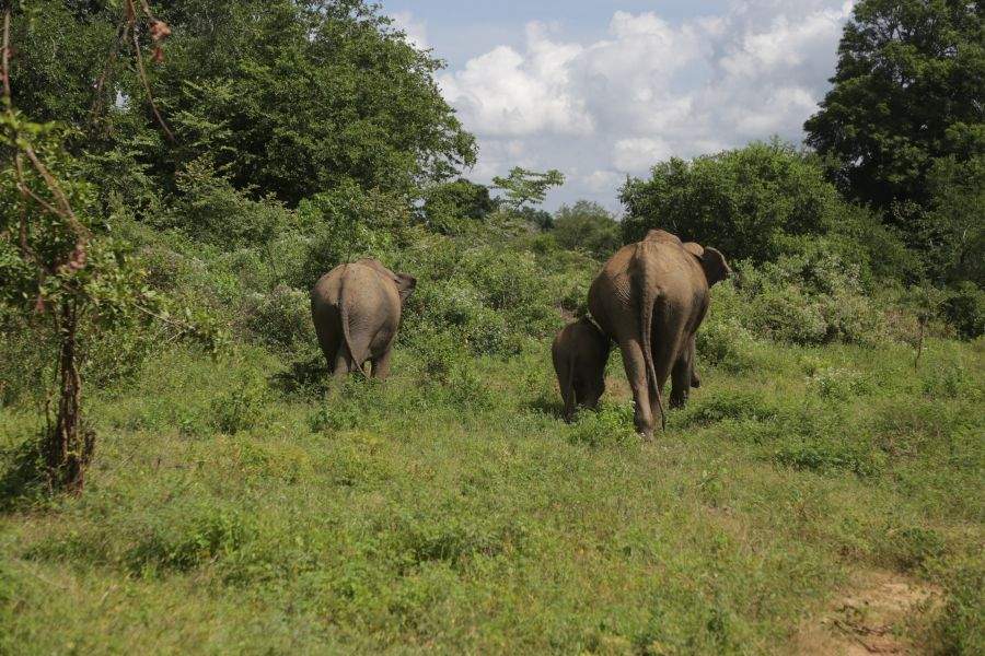 Elefantenfamilie schreitet davon