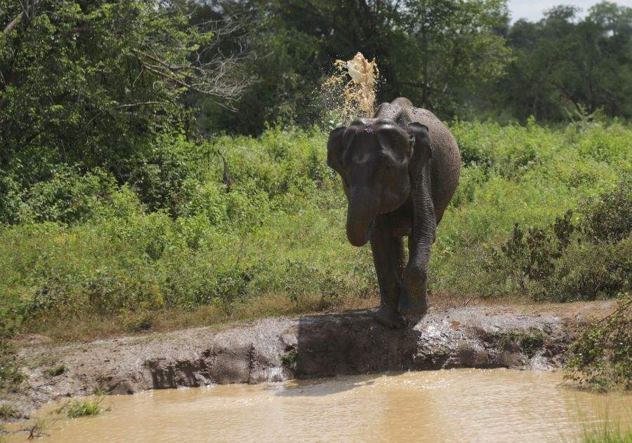 Elefant beim Planschen im Udawalawe