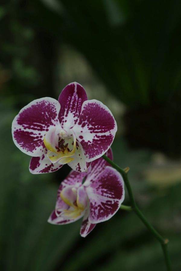 Bild einer Orchidee aus dem Orchideen-Garten Kuching