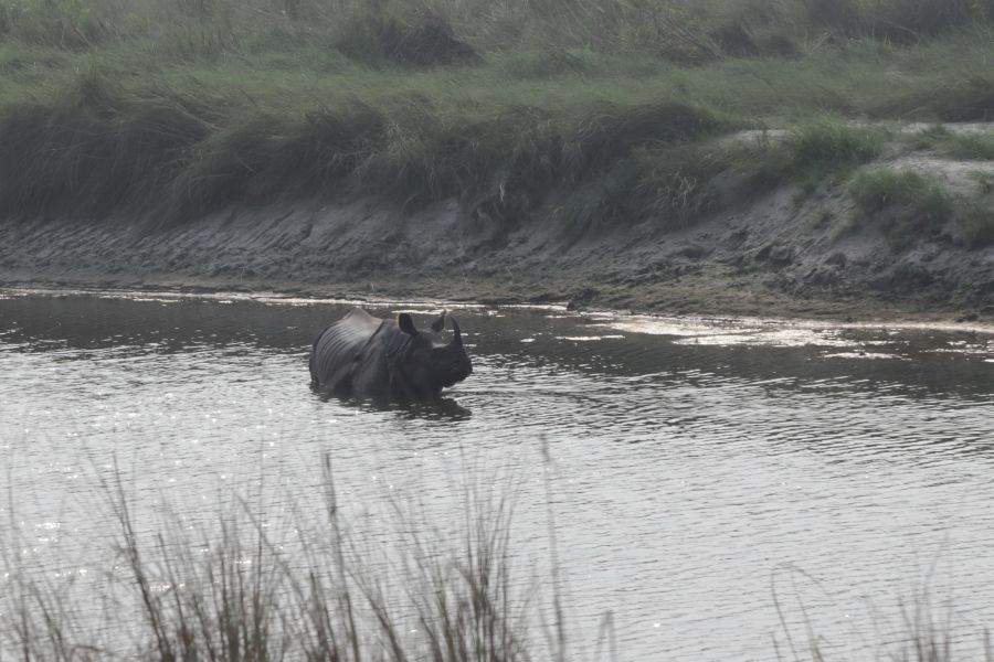 Nashorn im Bardia Nationalpark