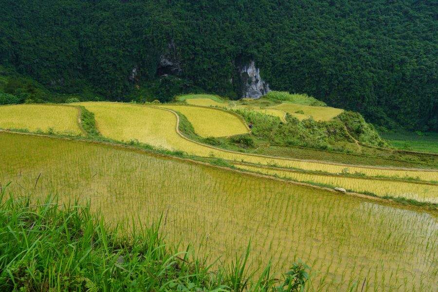Wunderschöne Reisterrassen auf dem Ha Giang Loop