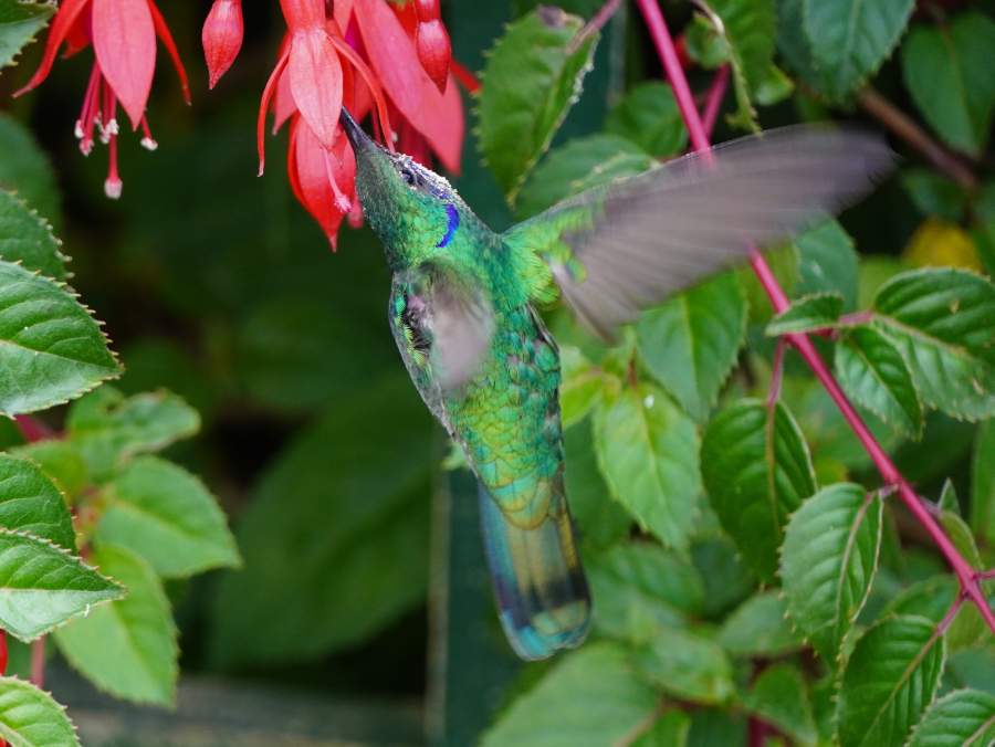 Herumschwirrender Kolibri
