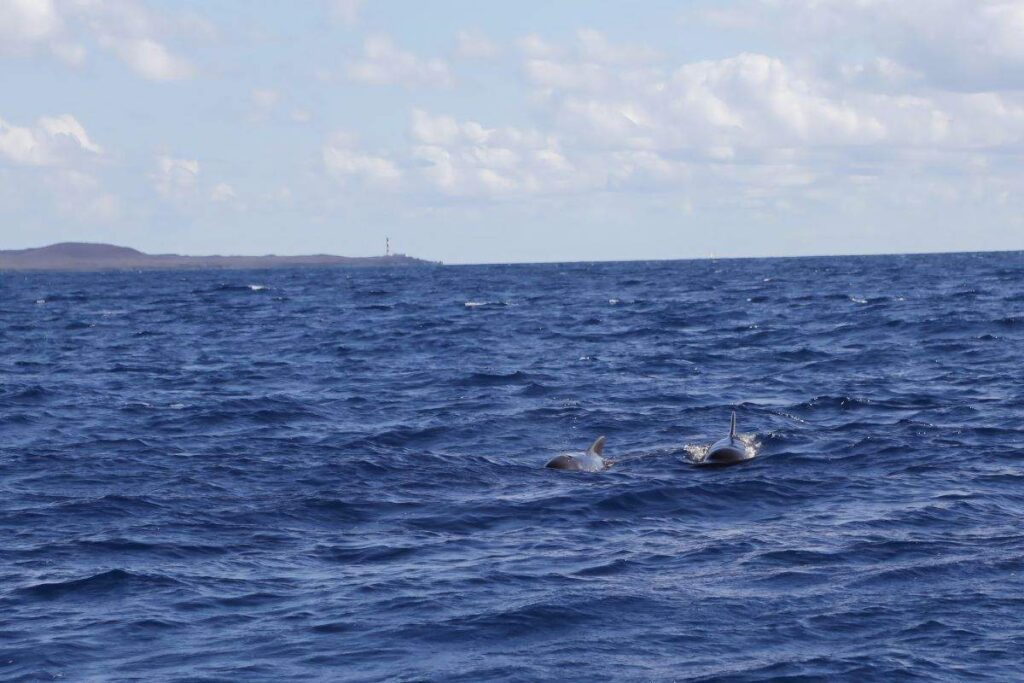 Pilot whales in Tenerife