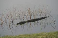 Krokodil im Uda Walawe Nationalpark