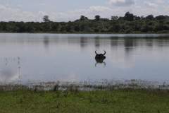 Büffel entspannt alleine im Wasser