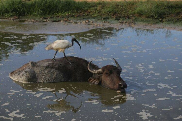 Wasserbüffel mit Vogel auf dem Rücken