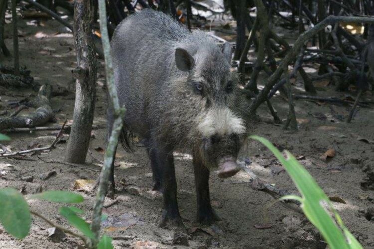 Bartschwein im Bako Nationalpark