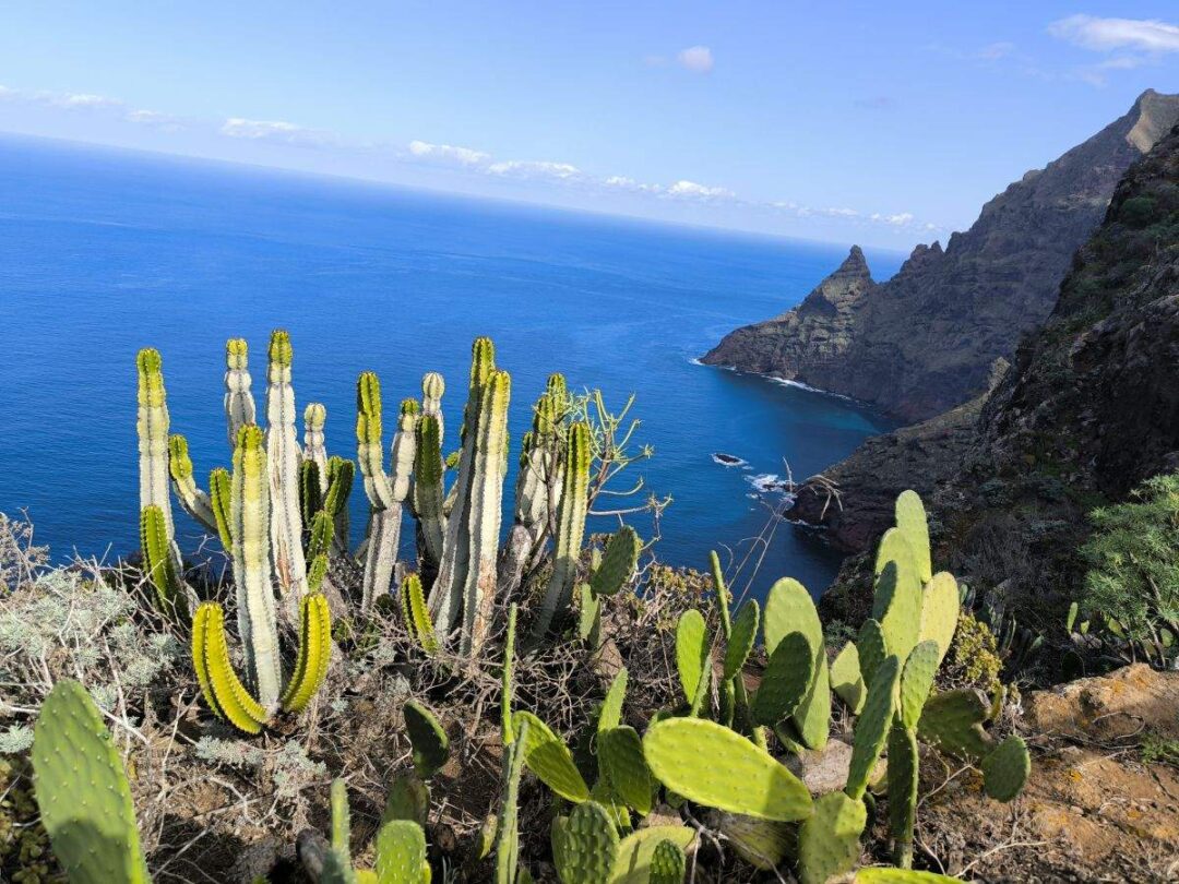 Kakteen und Meer im Anaga Gebirge